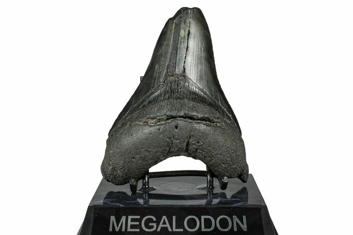 Bargain, Fossil Megalodon Tooth - South Carolina #367986
